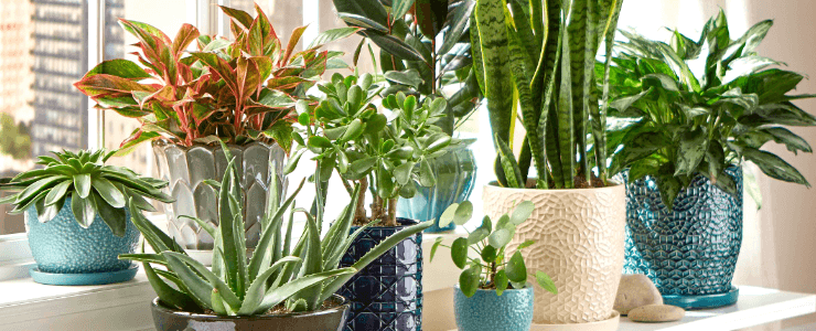 indoor plants