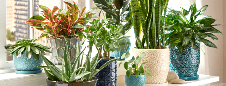 indoor plants