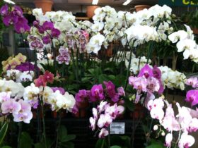 orchids