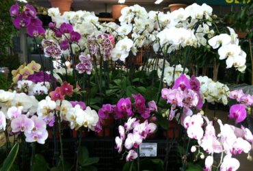 orchids