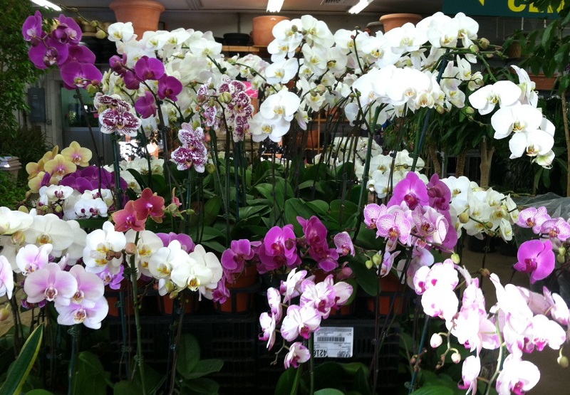 orchids